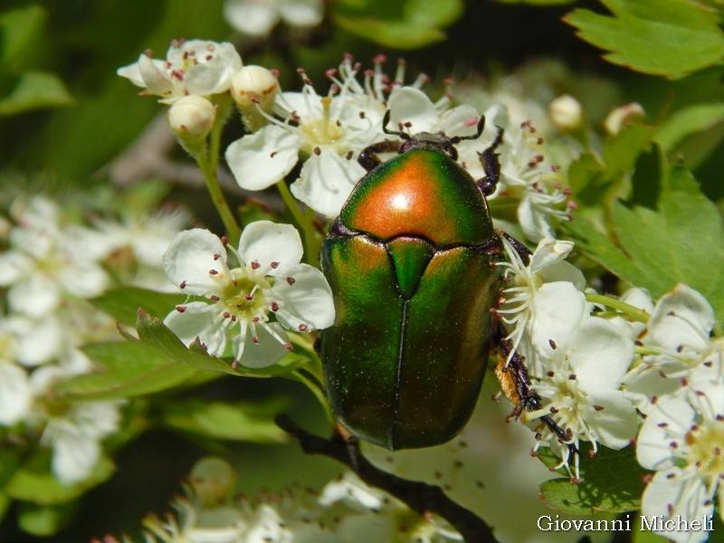 Cetoniidae: Protaetia (Potosia) cuprea